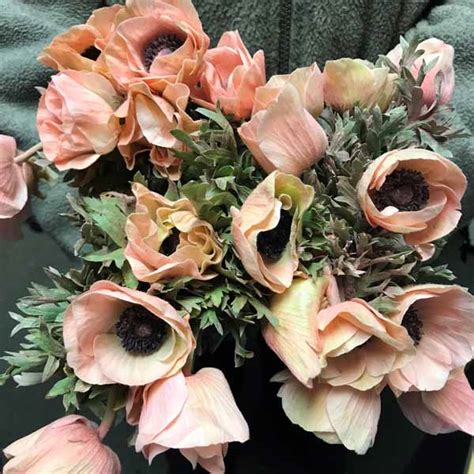 Blush Anemones Florabundance Wholesale Flowers