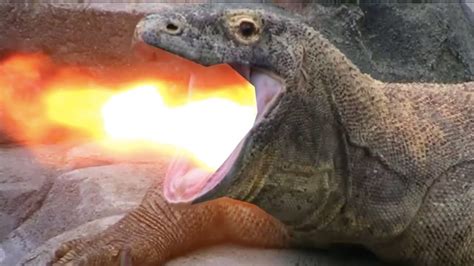 Komodo Dragon Breathing Fire Youtube