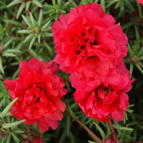 Everything i need is on the ground. Red Moss Rose Seeds - Red Portulaca Ground Cover Seed