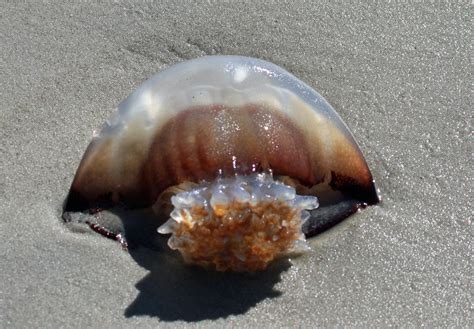 Ask The Observer Which Jellyfish Or Jelly Ocracoke Observer