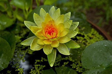 Yellow Water Lily Flower Free Image Download