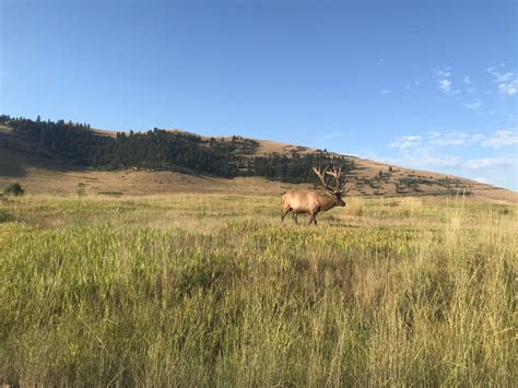 Giant Bull Elk On Protected Land Outdoors