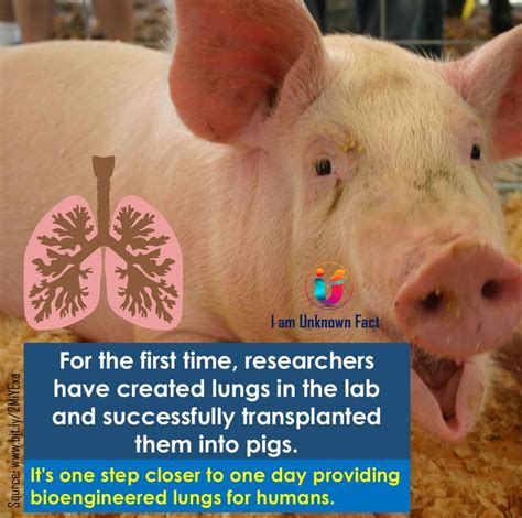 Bioengineered Lungs Successfully Transplanted Into Pigs