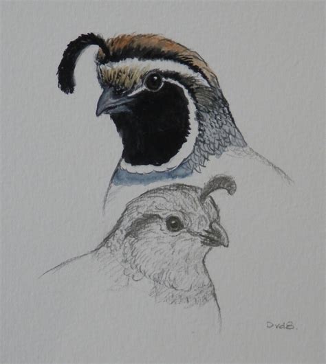 California Quail Watercpencil 115 X 10 Cm Bird Drawings Animal