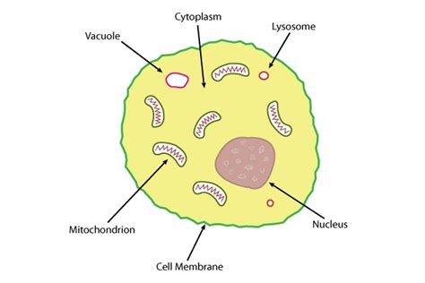 Cell walls also provide cell structure and rigidity to the plant as a whole. Structure of an animal cell — Science Learning Hub