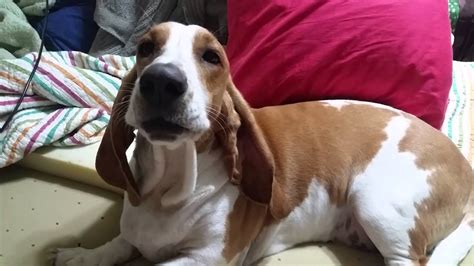 Mildred The Basset Hound Howling Youtube