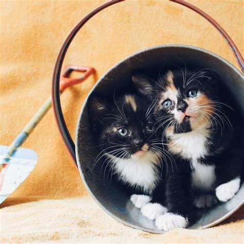 Gambar kucing comel dan manja. Koleksi Gambar Kucing Comel Manja Gebu Lucu & Cute (Kartun ...