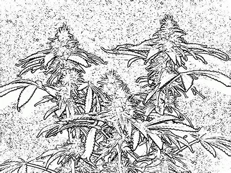 Trippy weed coloring page free printable pages incredibl book. 14 Pics Of Trippy Weed Coloring Book Pages - Weed Coloring ...