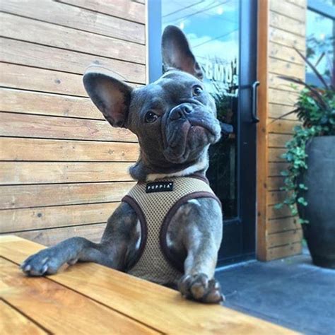 Premier pups mindfully selects puppies from reputable breeders in ohio and provides their customers the most adorable small breed puppies. Flora, French Bulldog & Boston Terrier (10 m/o ...