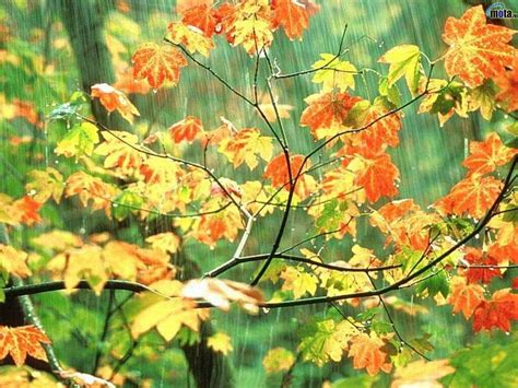 Autumn Raining Hd Wallpaper Pxfuel