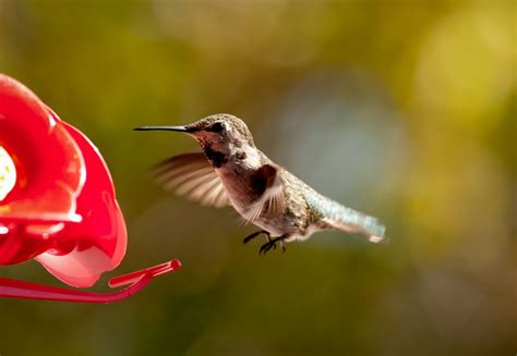 Hummingbird Shots From Today 2