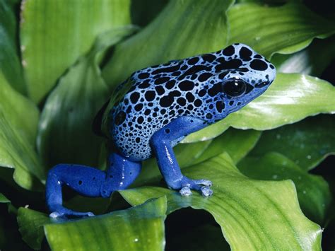 Atar Poison Dart Frog Facts