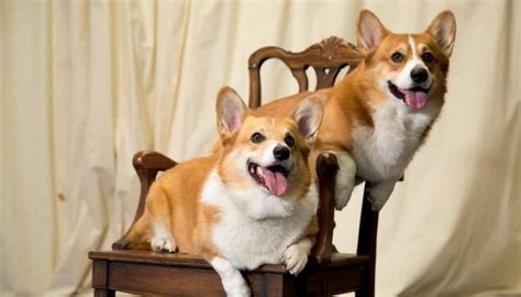 Queen Names Of New Corgi Puppies Fergus And Muick Newshub