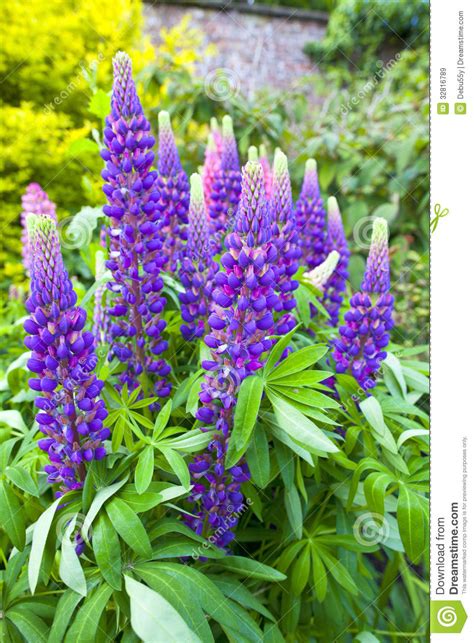 Stone pathway leading to a white bench, with cottage colourful flowers in bloom on both sides, shaped conifers, shrubs and tall trees in an english garden on a sunny summer day. Blue Lupins. Royalty Free Stock Images - Image: 32816789