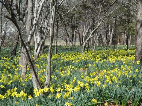 Parsons Reserve Is Best Place Daffodils Bloom In Massachusetts