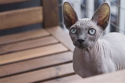 Rare And Unusual Cat Breeds To Fall In Love With Dambul Online