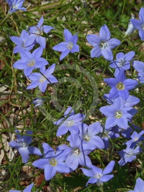 It is an erect perennial herb with a few to many stems and grows to a height of 50 cm (20 in). Wahlenbergia communis | Tufted Bluebell information & photos