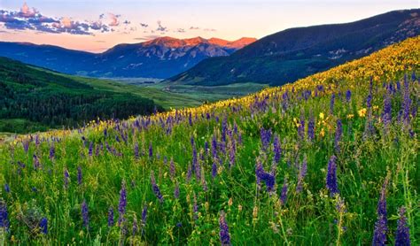 Crested Butte Wildflowers William Horton Photography
