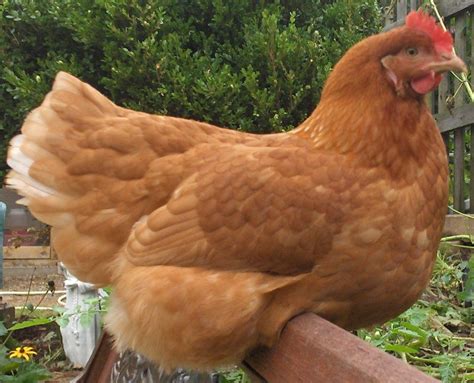 5 Best Chicken Breeds For Laying Eggs Chickens Backyard Egg Laying