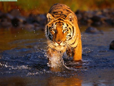 Animals Tiger Wallpapers Dangerous Animals