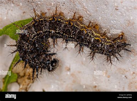 Small Moth Larva Of The Order Lepidoptera Stock Photo Alamy