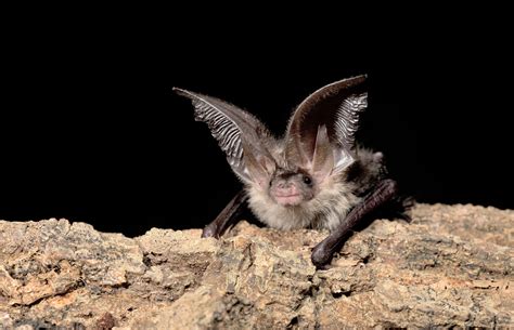 Bat Brown Long Eared Plecotus Auritus Wiltshire Museum