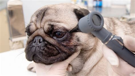 7 Common Eye Problems In Dogs How To Prevent And Deal With Them