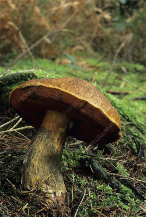 Boletus Erythropus Mushroom Stock Image B2501127