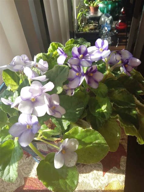 How To Repot African Violet With Long Neck Plants Craze