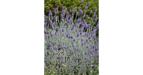 Lavandula Angustifolia Silver Mist Keskenylevelű Angol Levendula