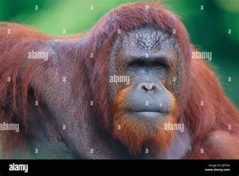 Orang Utan Pongo Pygmaeus Hominidae Anthropoid Ape Portrait