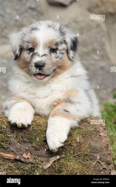 Adorable Australian Shepherd Puppy Smiling In Front Of Stone Wall Stock