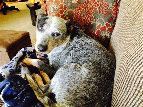The blue heeler is a medium sized good dog with a sturdy build. That look! They all give that look. Thanks Kirby | Cattle ...