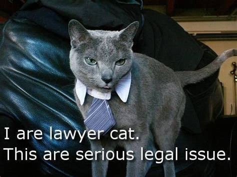 Lawyer Cat Silly Cats Funny Cats Funny Animals Lawyer Meme Steve O