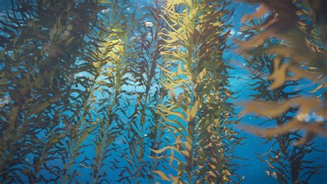Kelp Forest Giant Brown Algae Seaweed Stock Photo Image Of Seascape