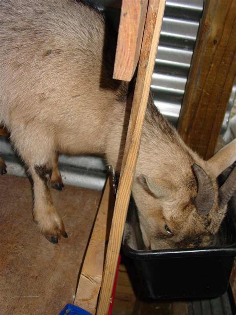 Milking Time It Just Takes Time To Learn Milk Stand Manners Dairy Goats Raising Goats