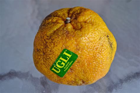 It's only been around for about the last 100 years but in that time has developed a very specific reputation of a uniquely sweet but tangy flavor. see tony run: yes, ugli fruit is ugly
