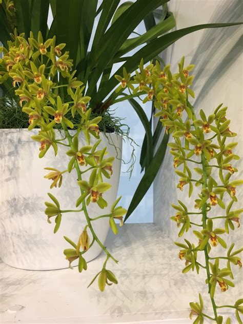 Brooklyn Orchids Is Now Based In Dc Brooklyn Orchids
