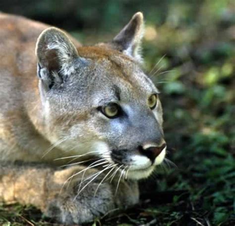 Florida Panther Puma Concolor Coryi Wildlife Journal