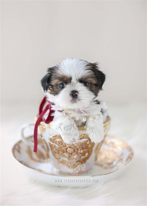 Chocolate and White Shih Tzu Puppies For Sale by Teacups | Teacup Puppies & Boutique