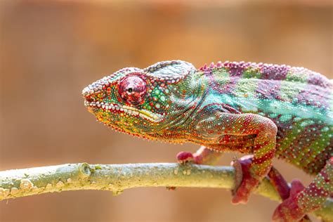 Leopard Chameleon Tree Climbing In Madagascar Stock Photo Download