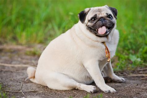 How To Tell If Your Dog Is Overweight And What To Do Los Angeles Vet