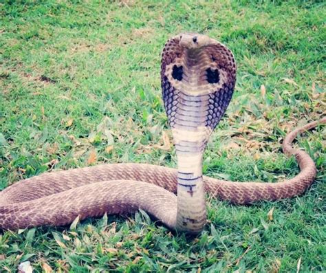 Philippine Cobra Snake Facts For Kids Konnecthq