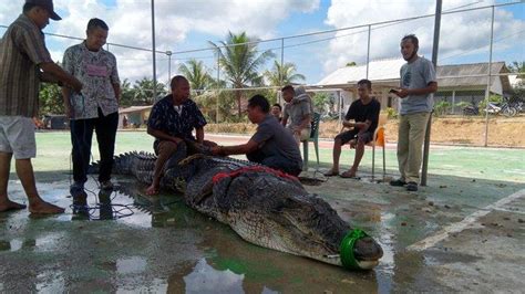 Sebenarnya ada dua arti mimpi arti mimpi buaya buaya, baik dan buruk. Kepala dan Badan Buaya Sungai Kayubesi Dipotong Lalu ...