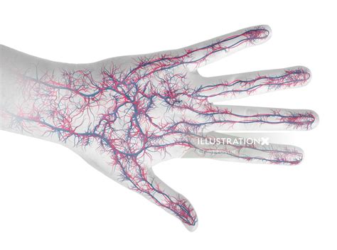 Medical And Educational Illustration By Craig Foster