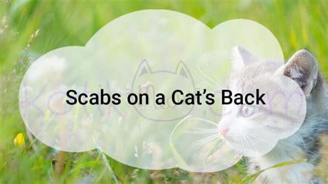 Scabs On Cats How To Cure Them Safely Kotikmeow