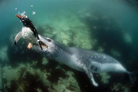 Penguins Last Moments Caught On Camera As Leopard Seal Moves In