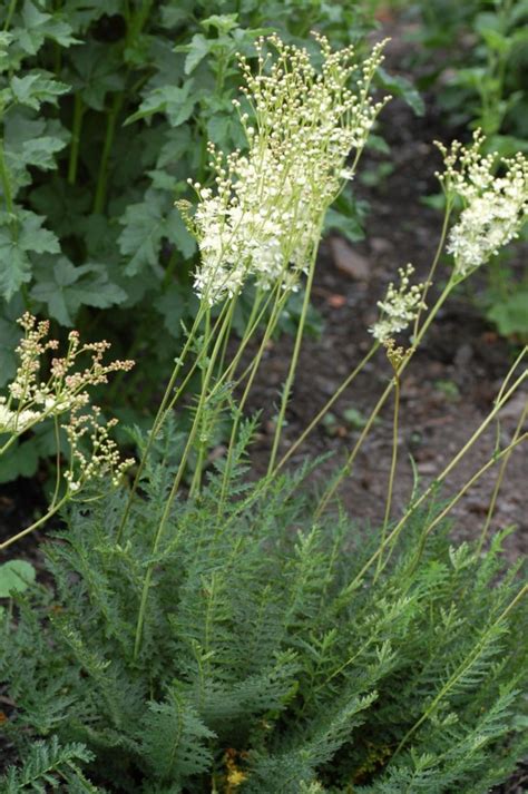 Filipendula Vulgaris Knollmjødurt Dropwort Botanical Garden