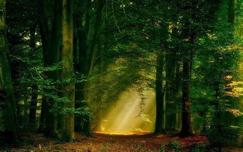 Sun Rays Forest Nature Path Trees Landscape Mist Wallpapers Hd Desktop And Mobile