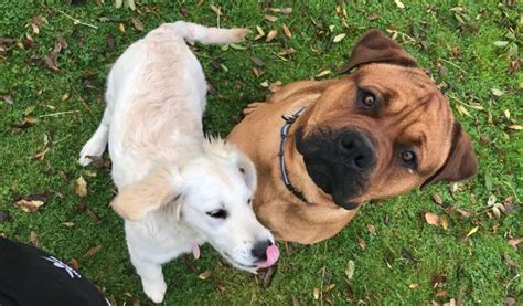 How long will it take for the commission to finished c. How Much Does a Dog Cost? Tips for Pet Parents | CentSai